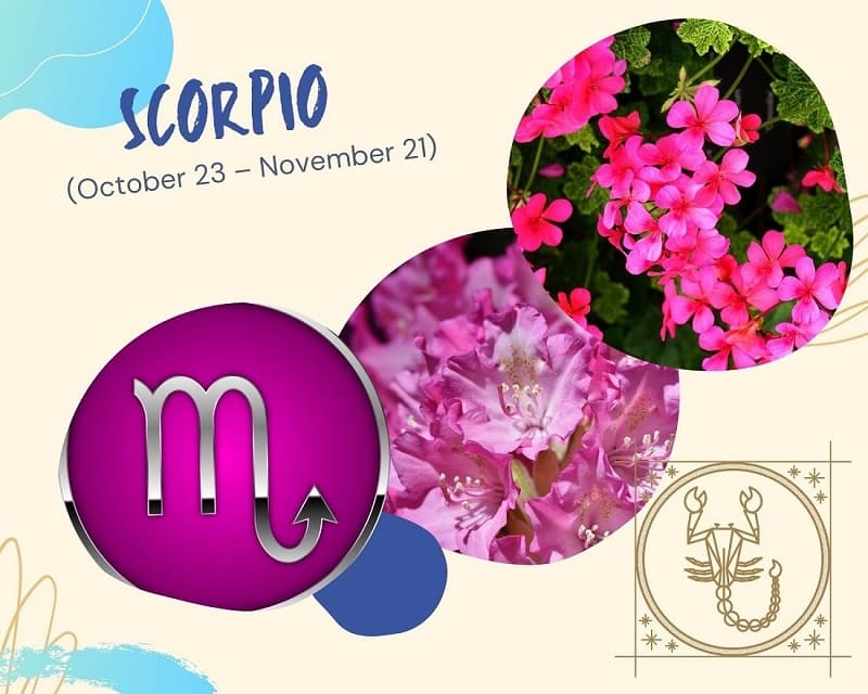 Scorpio zodiac sign flower 60 photos - Youhoroscope.com